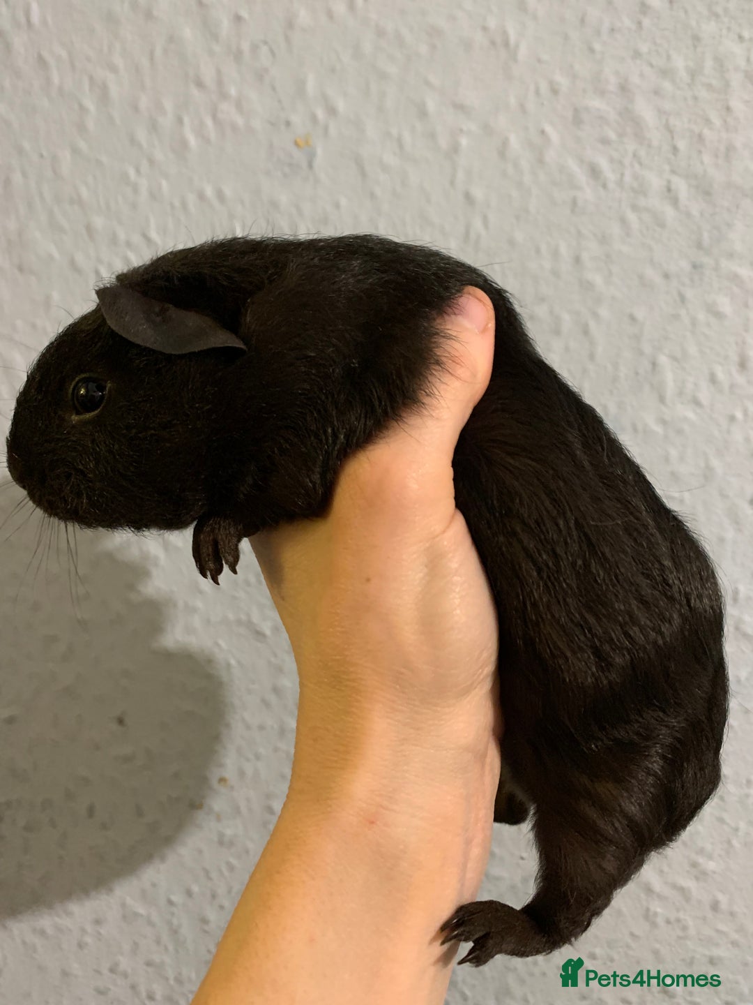 Guinea Pig rodents for sale: Skinny pigs and Skinny Pig Carriers - Advert 26