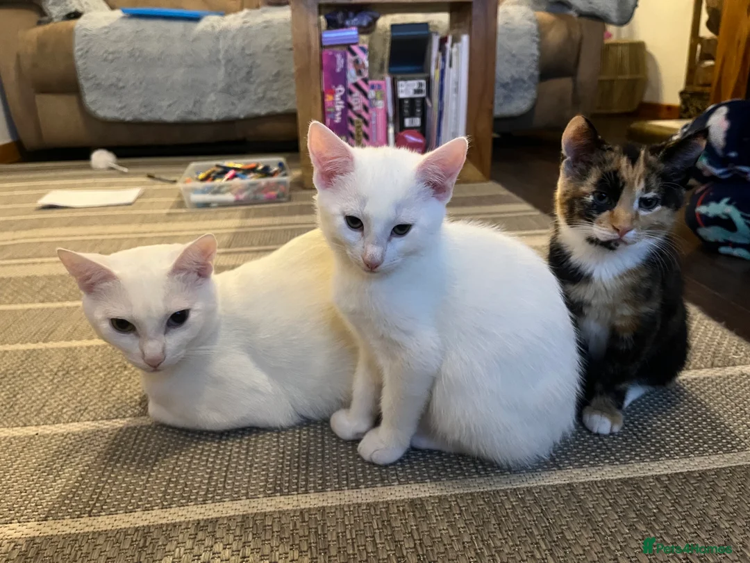 Khao Manee cats for sale: White(boy), girl brown black kitten, girl White - Advert 6