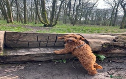 Mixed Breed dogs for sale: Mini Australian Golden Doodles  - Image 4