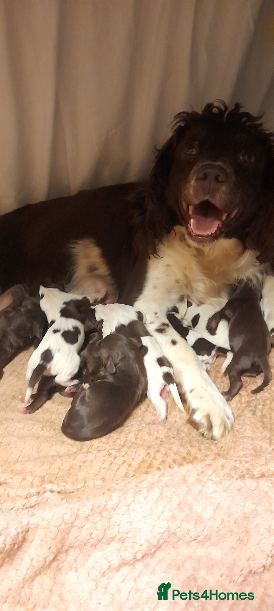 Sprocker dogs Beautiful F1 Sprocker Puppies  - Advert 1
