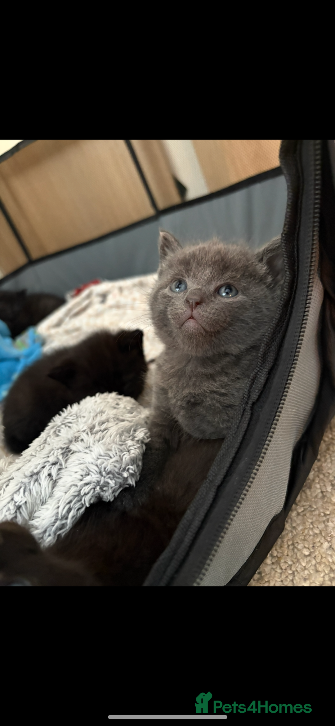 British Shorthair cats for sale: Blue British Short Hair Mix - Image 5