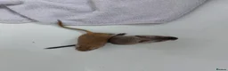 Gerbil rodents for sale: Two beautiful and gentle brothers in Cambridge - Advert 6