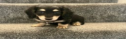 Miniature Dachshund dogs for sale: REDUCED READY NOW BLACK AND CREAM MINI DAXI  - Advert 1