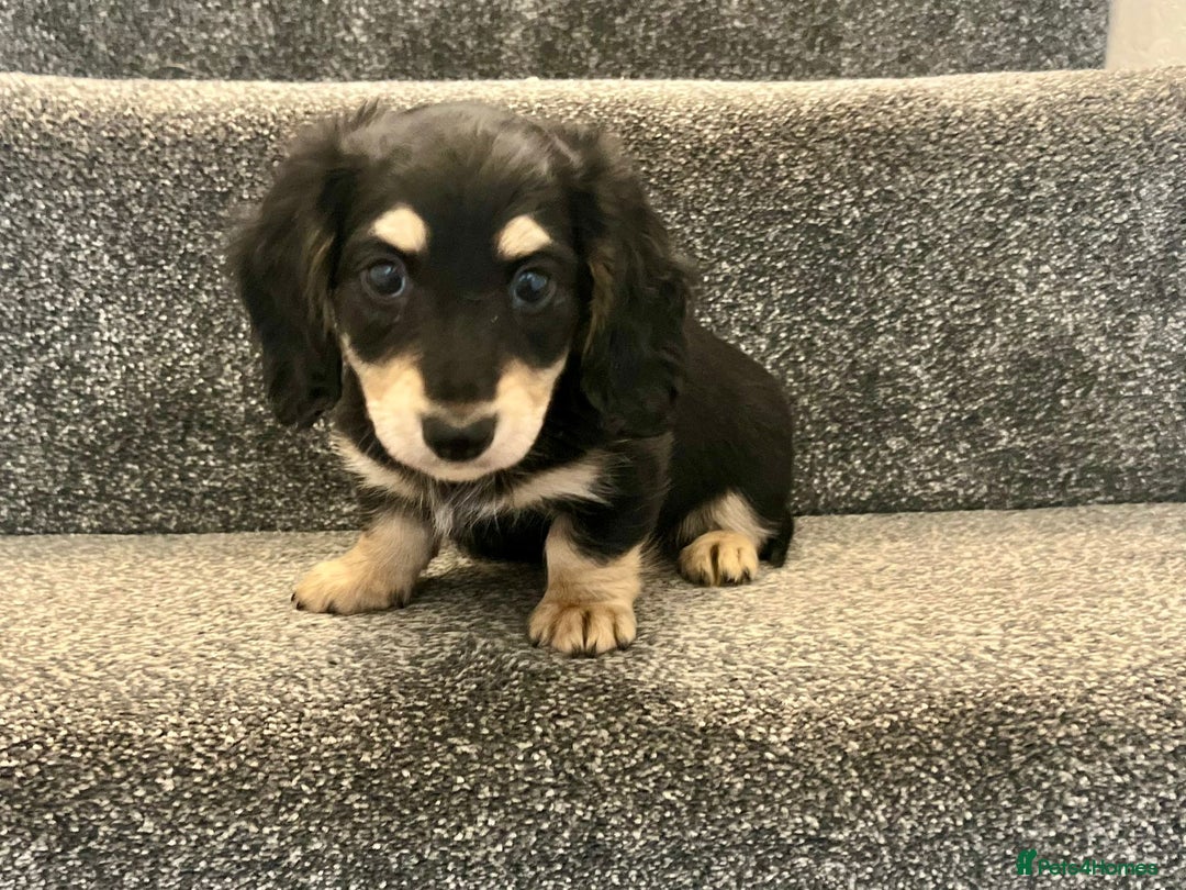 Miniature Dachshund dogs for sale: READY NOW Cream Longhair miniature dachshunds  - Image 6