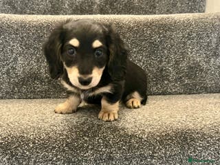 Miniature Dachshund dogs REDUCED READY NOW BLACK AND CREAM MINI DAXI - Advert 7
