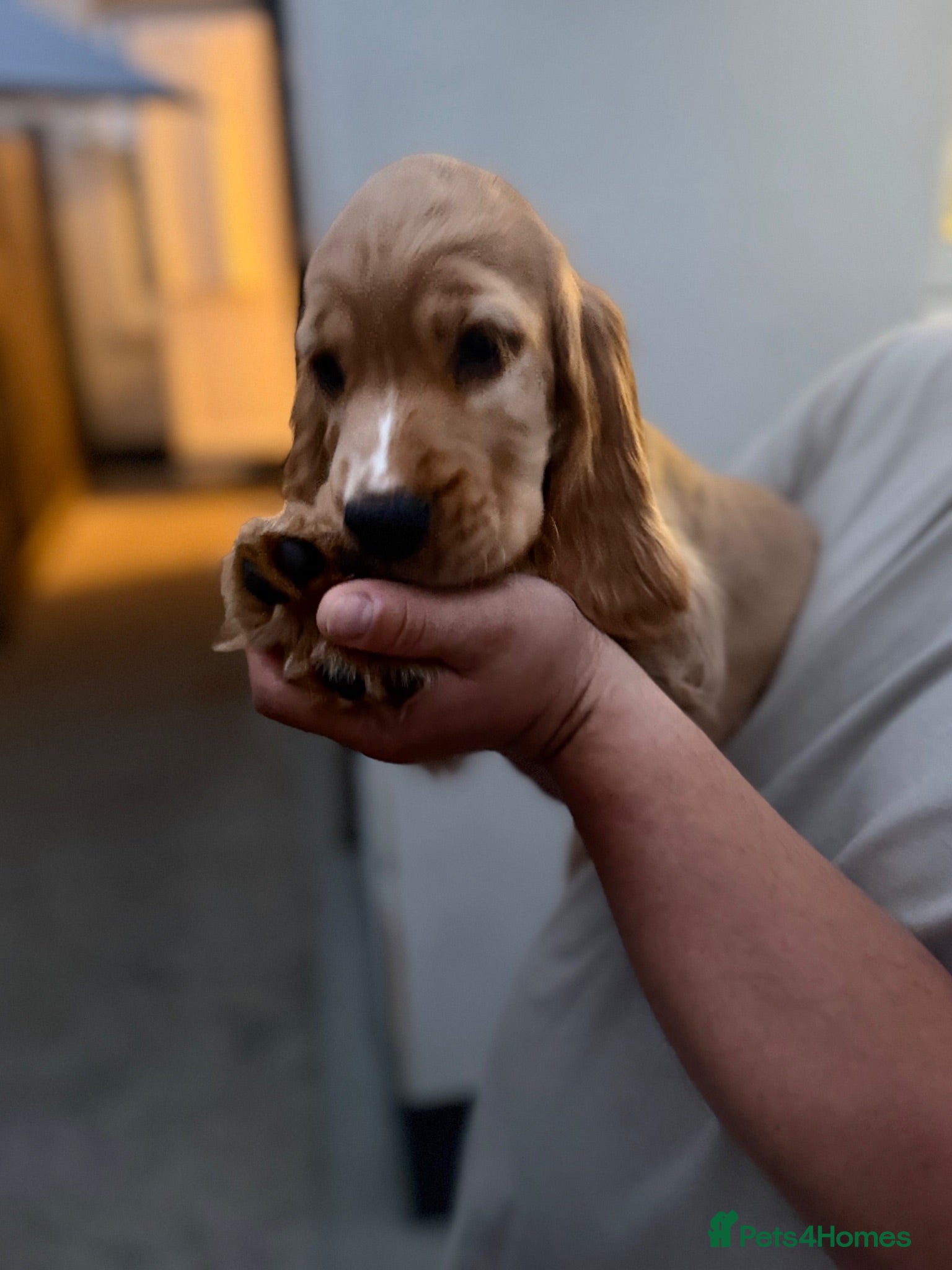 Cocker Spaniel dogs 🌟🌟🌟Beautiful English Gold Show Cocker Spaniel  - Advert 1