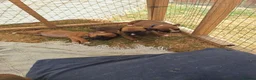 Boxer dogs for sale: Boxer puppies kc registered 5 star council licence - Advert 12