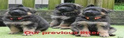 German Shepherd dogs for sale: KC, DM clear, health tested, German Shepherds  - Advert 19