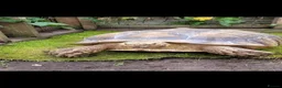 Tortoise reptiles for sale: Female sulcata tortoise in Hockley - Advert 1