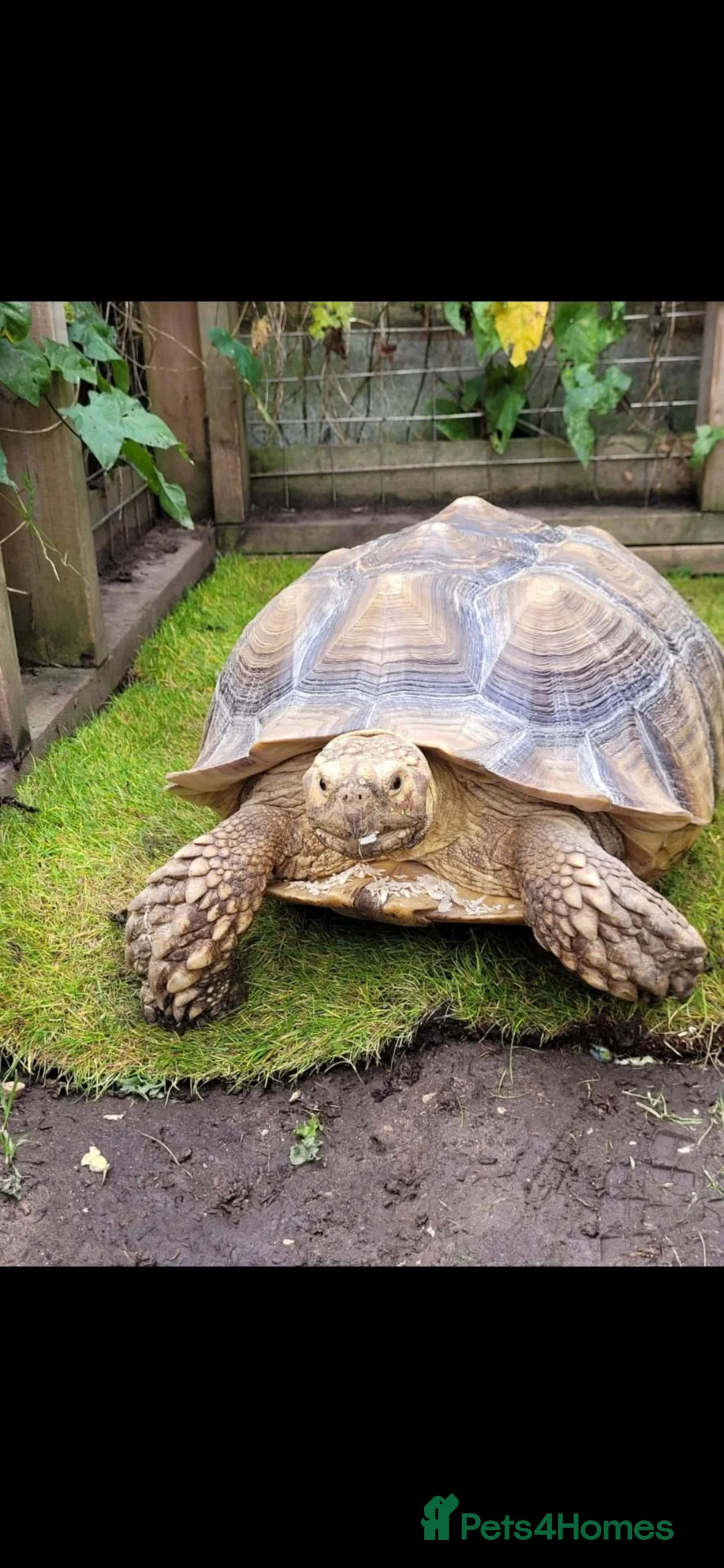 Tortoise reptiles for sale: Female sulcata tortoise in Hockley - Advert 1