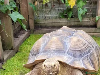 Tortoise reptiles Female sulcata tortoise - Advert 1