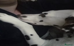 Dalmatian dogs for sale: Dalmatians aged 5 - Image 1