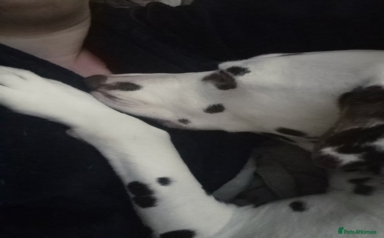 Dalmatian dogs - Advert 1