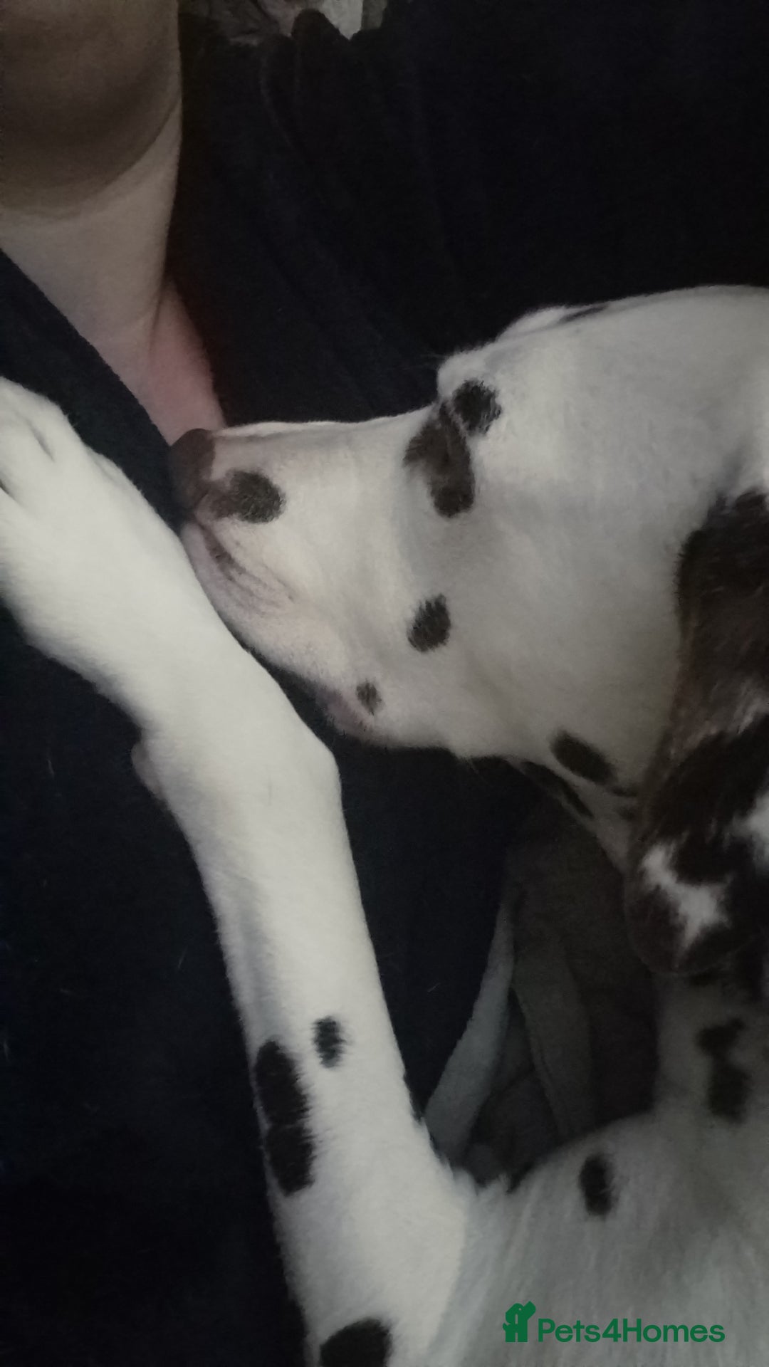 Dalmatian dogs for sale: Dalmatians aged 5 - Image 1