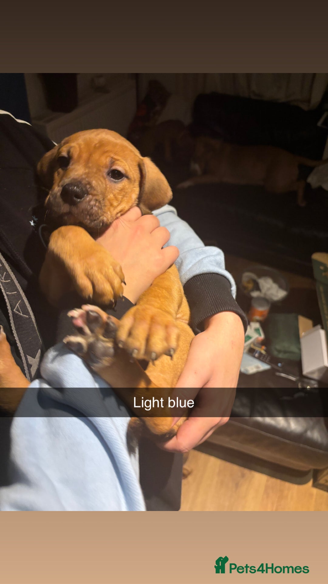 Mixed Breed dogs for sale: mastiffxrottweiler available now last 3 girls left - Advert 33