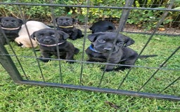 Labrador Retriever dogs for sale: **PEDIGREE, KC REGISTERED AND HIP SCORED** - Image 24