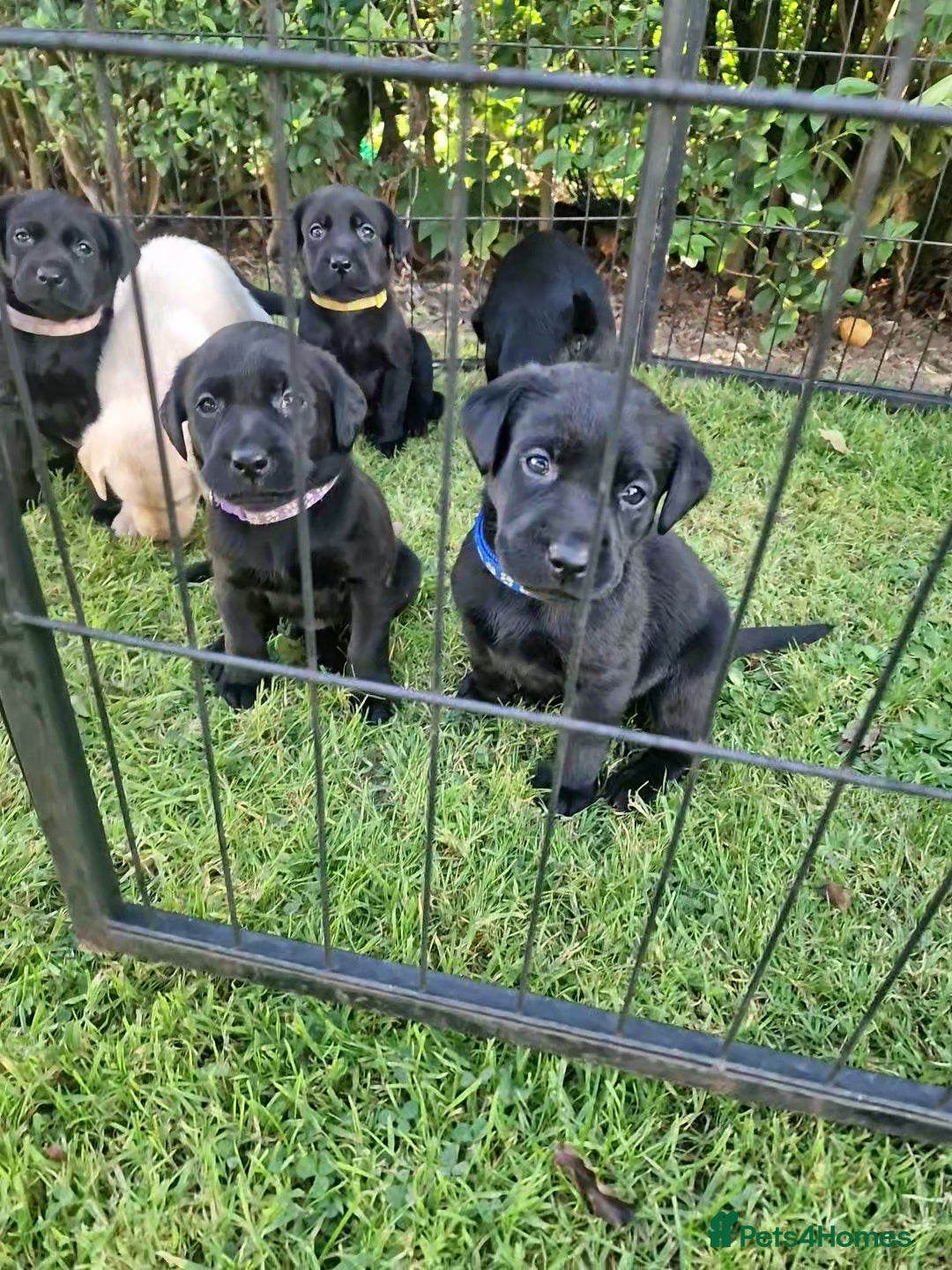 Labrador Retriever dogs for sale: **PEDIGREE, KC REGISTERED AND HIP SCORED** - Image 24