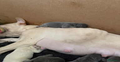 French Bulldog dogs French bull dog puppies looking for forever homes  - Advert 16