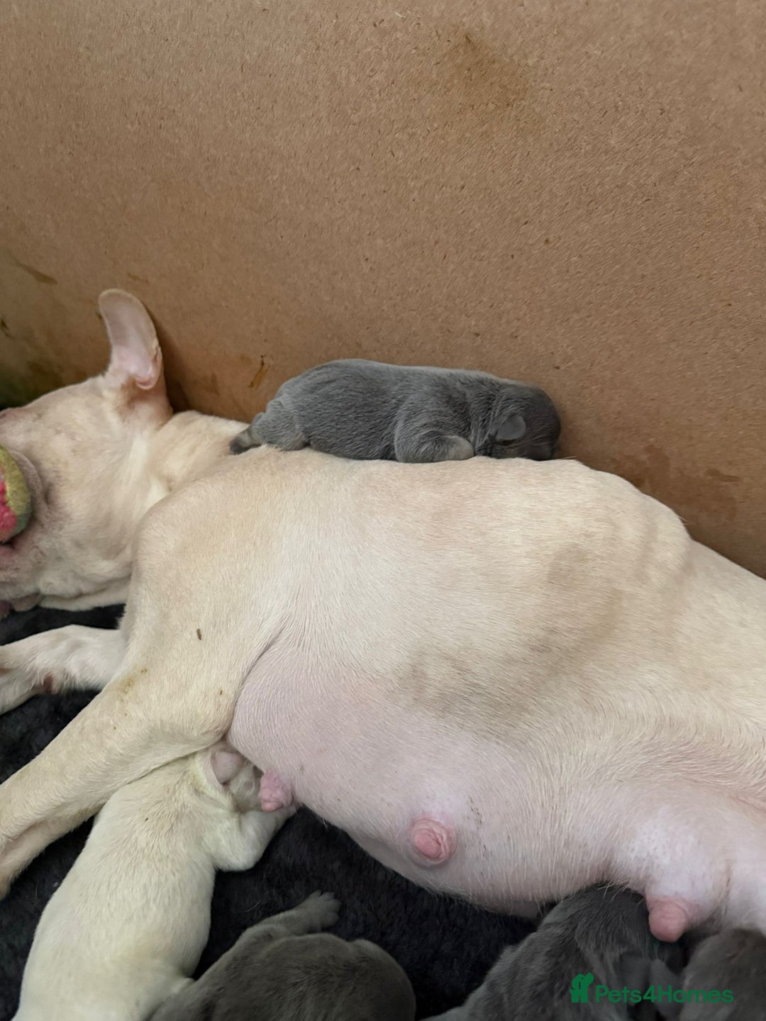 French Bulldog dogs for sale: French bull dog puppies looking for forever homes  - Advert 2