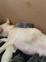 French Bulldog dogs French bull dog puppies looking for forever homes - Advert 7