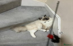 Ragdoll cats for sale: Christmas Ragdoll kitten dolls available  - Image 16