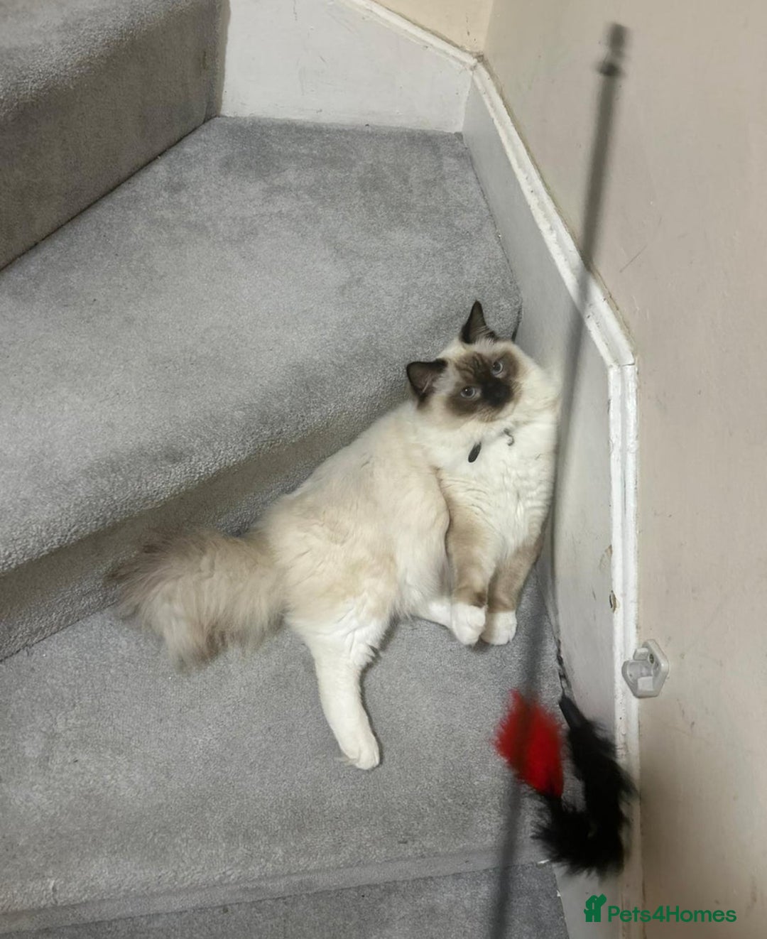 Ragdoll cats for sale: Christmas Ragdoll kitten dolls available  - Image 16