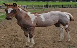 Paint horses for sale: Red Roan American Paint filly - Image 5