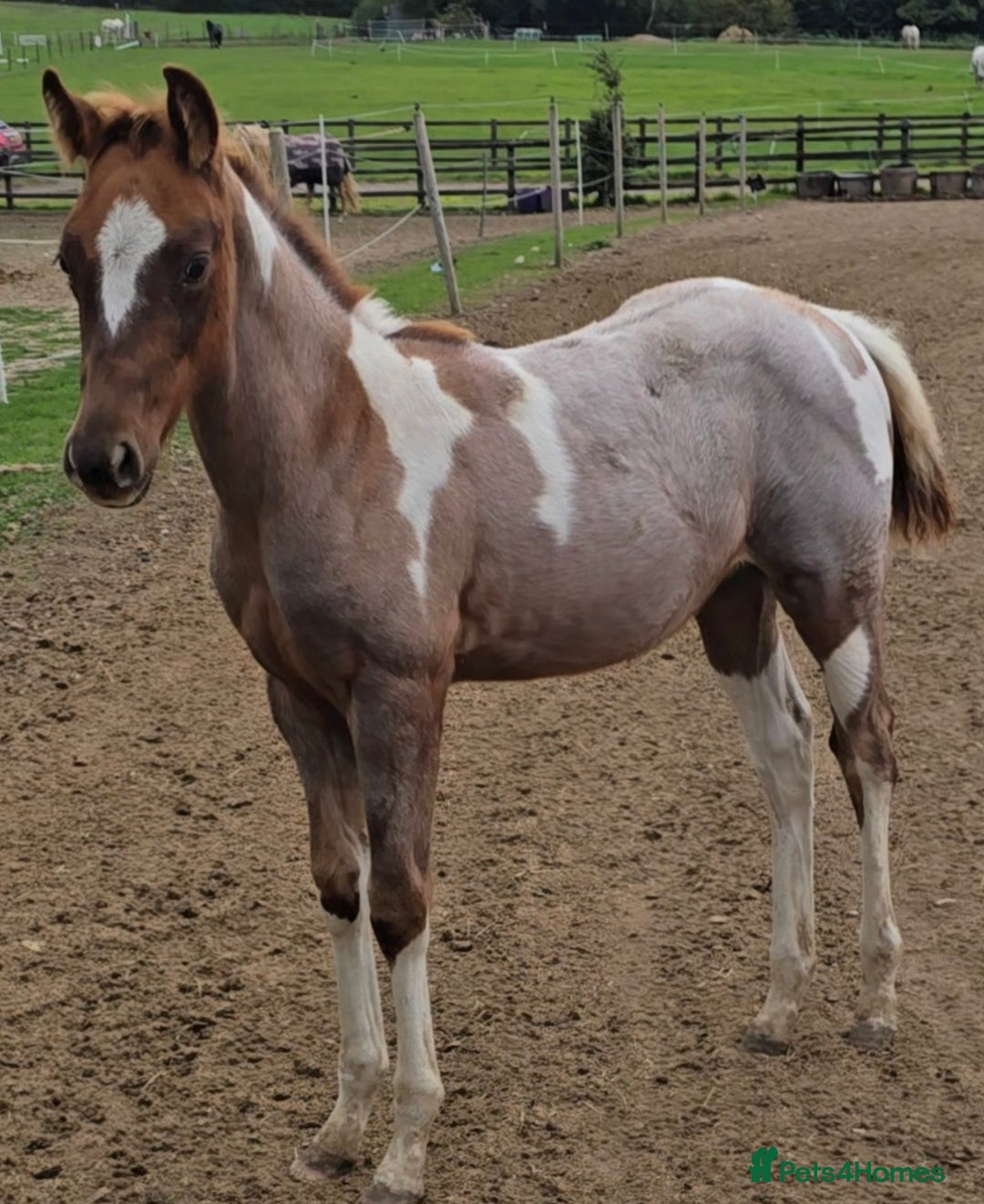 Paint horses for sale: Red Roan American Paint filly - Image 5