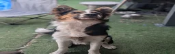 Border Collie dogs for sale: 6 month old male border collie  - Advert 3