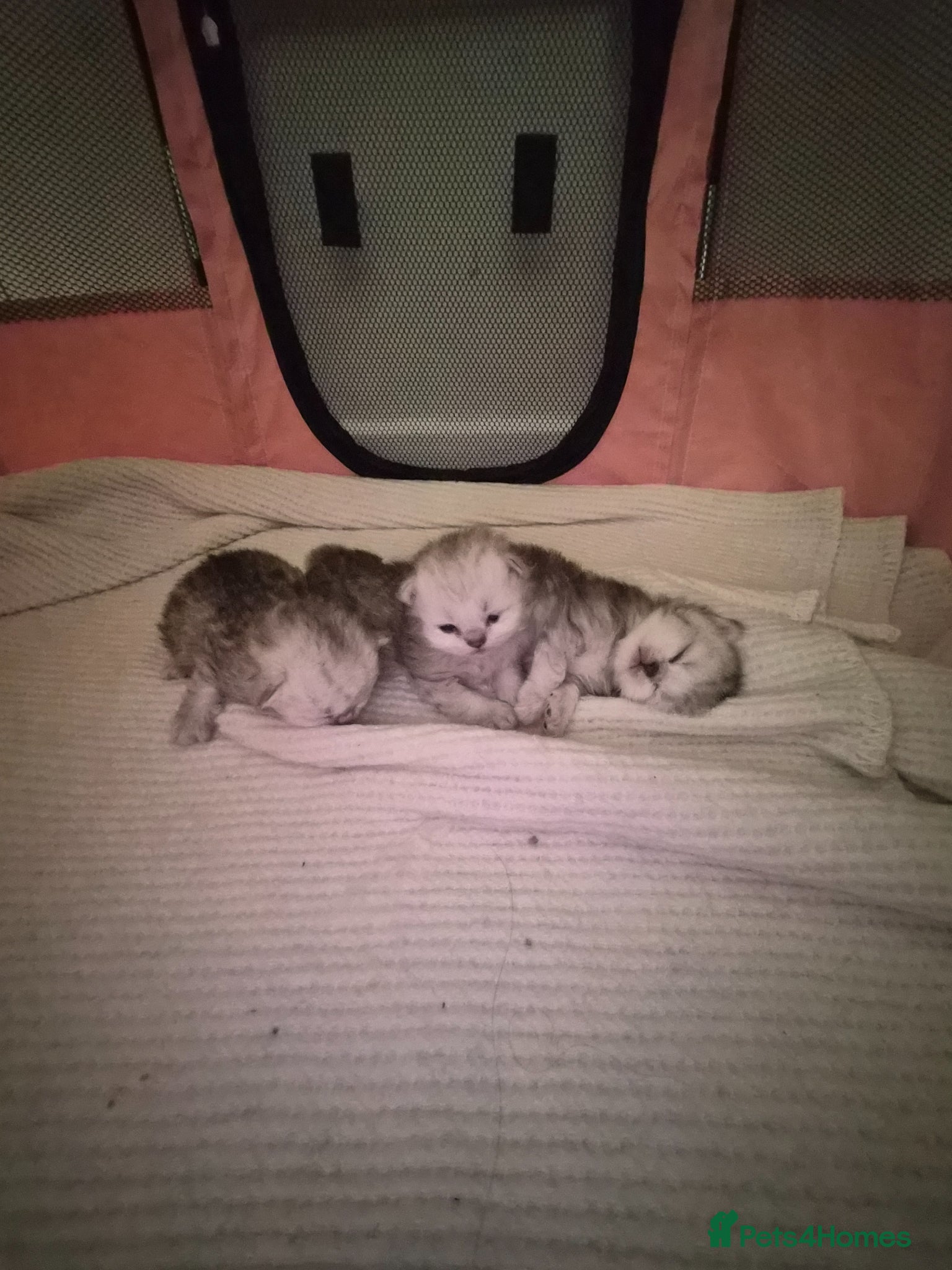 Persian cats Pure Persian silver chinchilla - Advert 5