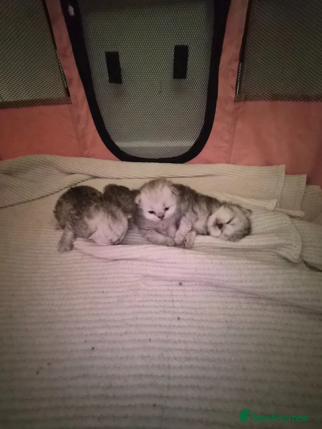 Persian cats for sale: Pure Persian silver chinchilla - Advert 1