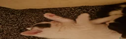 Mixed Breed cats for sale: White female kitten - Advert 5
