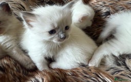 Ragdoll cats for sale: Beautiful litter of Ragdoll baby’s! 🐱🤍🐱 - Image 32