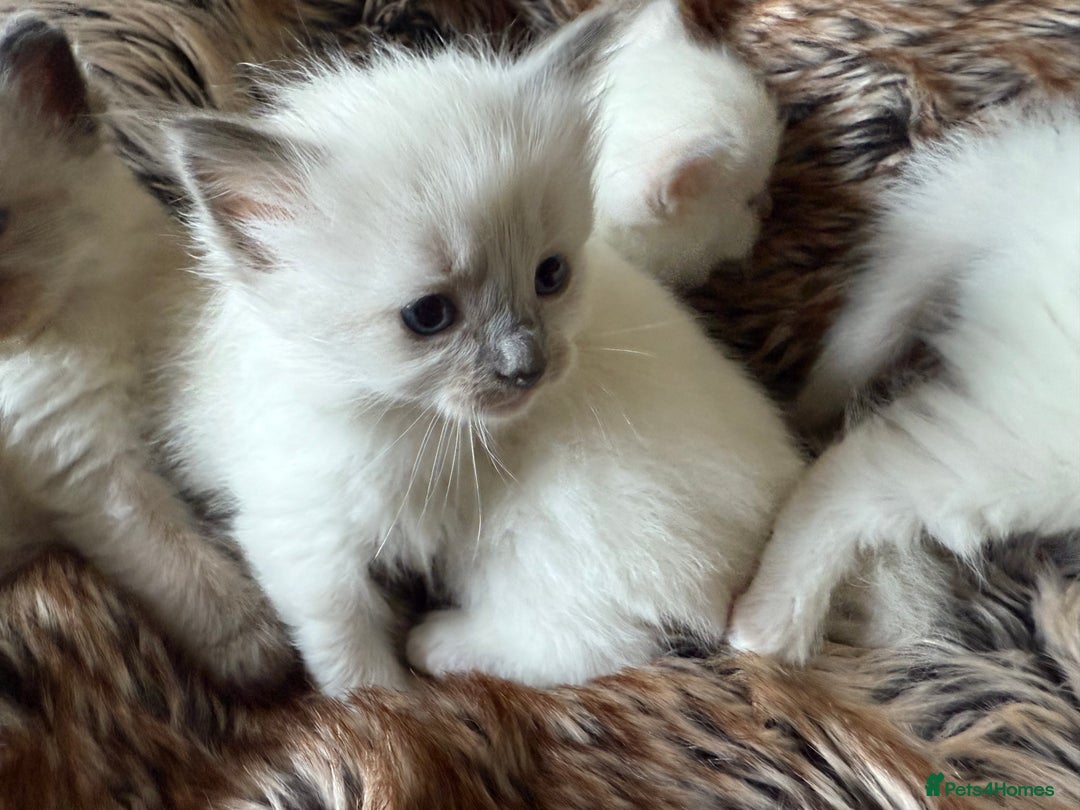 Ragdoll cats for sale: Beautiful litter of Ragdoll baby’s! 🐱🤍🐱 - Image 32