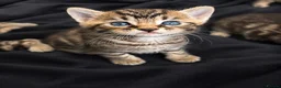Bengal cats for sale: Bengal Kittens Looking for Their Forever Homes  - Advert 14