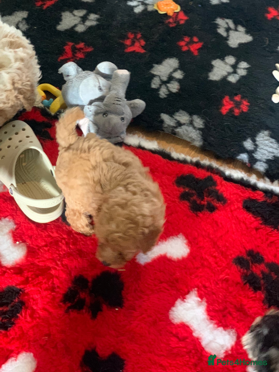 Cavapoo dogs for sale: Beautiful F2 cavapoo girls  - Advert 9