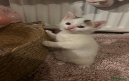 Mixed Breed cats for sale: 5 Adorable Fluffy White Playful Kittens  - Image 8