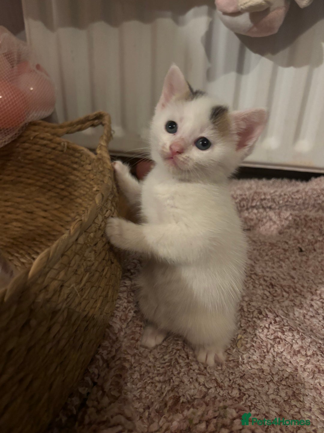 Mixed Breed cats for sale: 5 Adorable Fluffy White Playful Kittens  - Image 8