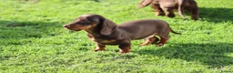 Dachshund dogs for sale: MINIATURE DACHSHUND PUPPIES FOR SALE - Advert 16