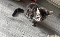 Mixed Breed cats for sale: 3 beautiful kitty’s 🥹 - Image 1