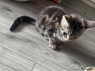 Mixed Breed cats - Advert 18