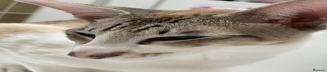 Peterbald Theo