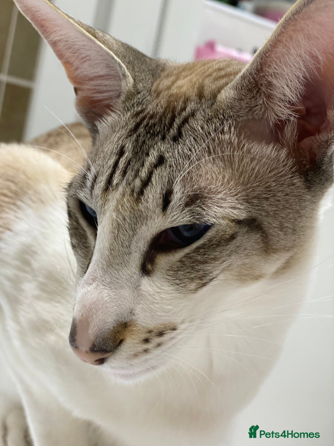 Peterbald cats for sale: Theo and Lewis (ginger )  - Image 18