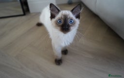 Ragdoll cats for sale: Two Ragdoll brothers  - Image 4
