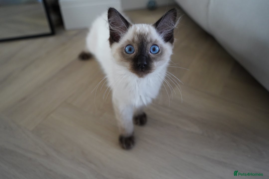 Ragdoll cats for sale: Two Ragdoll brothers  - Image 4