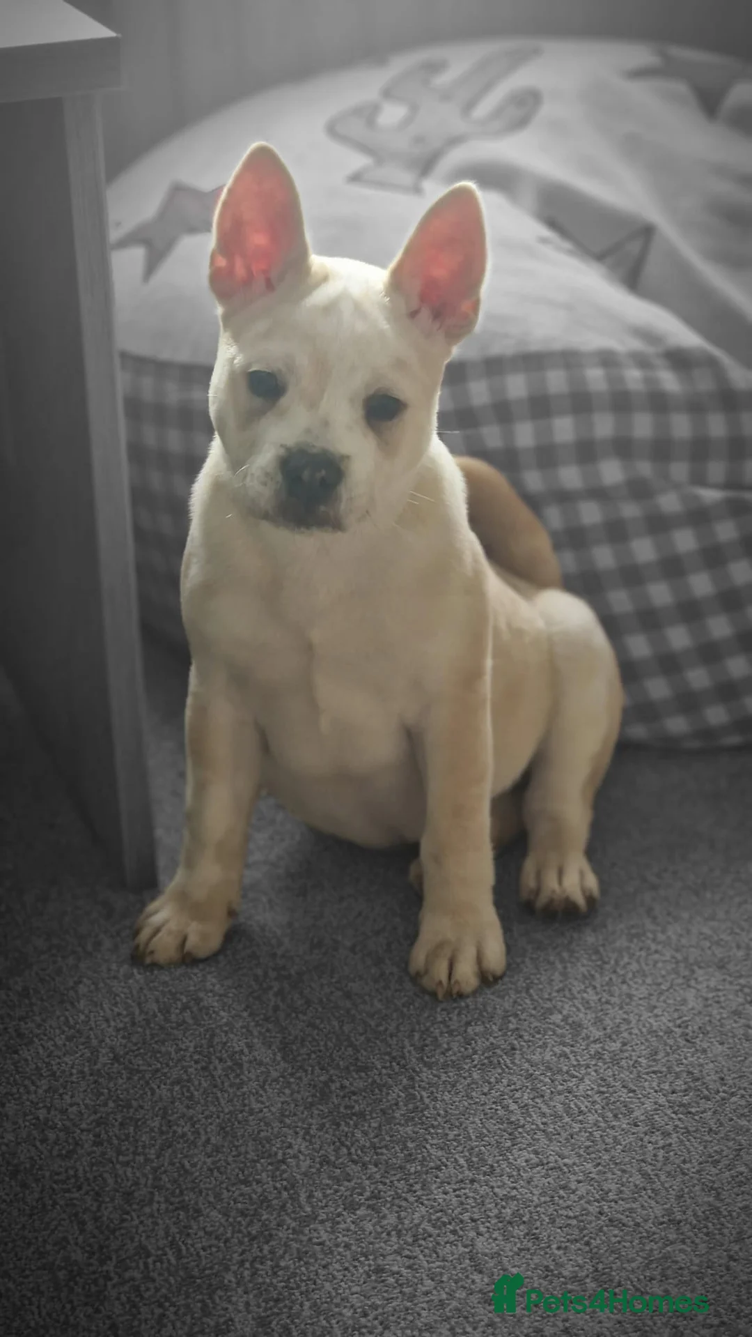Mixed Breed dogs for sale: 3x Female French Bulldog X Chow Chow puppies.   - Advert 29
