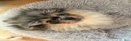 Pomeranian dogs for sale: 💙 Gucci - Looking for the Very Best Home 💙 - Advert 1
