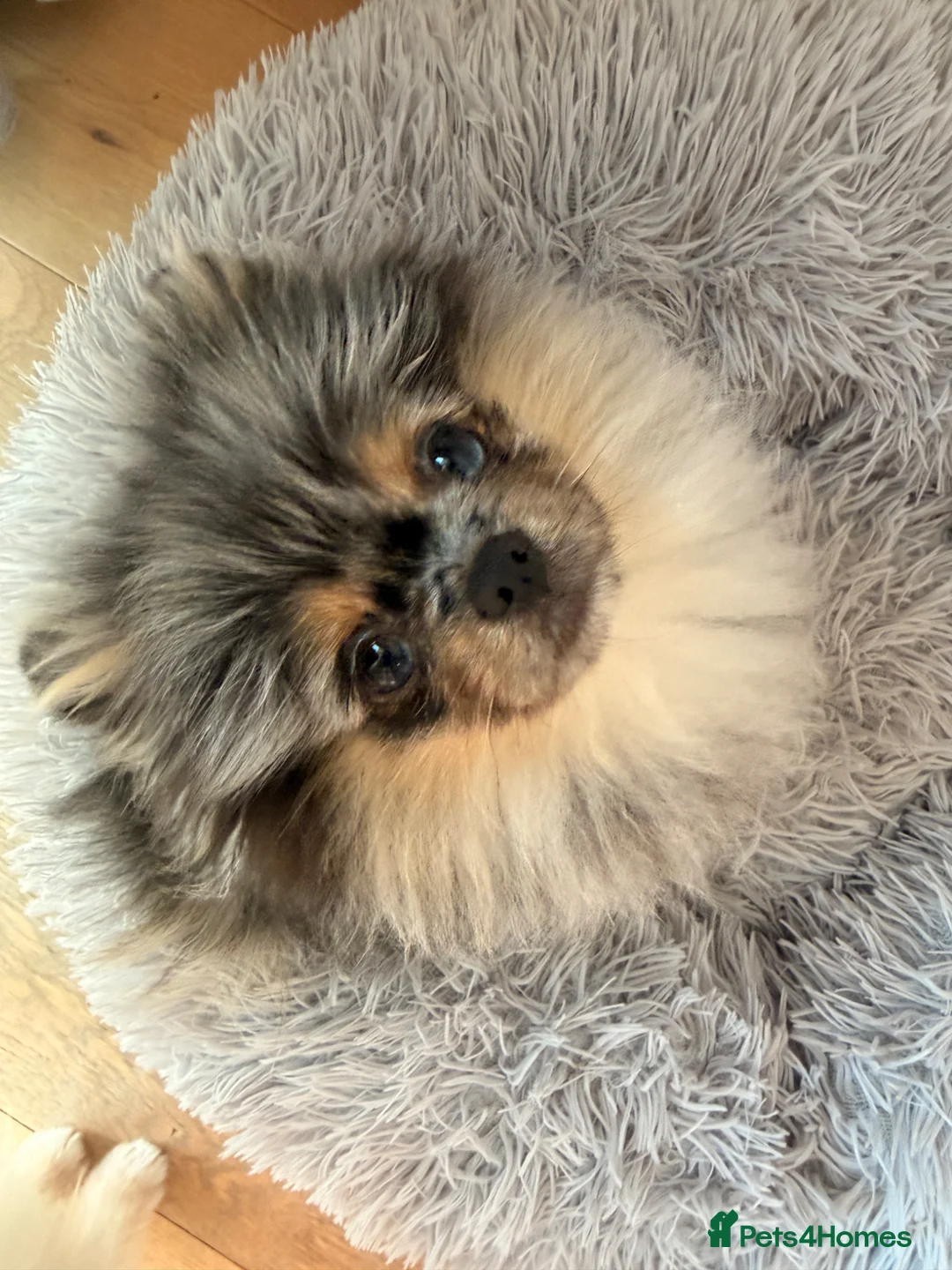Pomeranian dogs for sale: 💙 Gucci - Looking for the Very Best Home 💙 - Advert 1