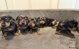 Miniature Dachshund dogs for sale: Miniature Dachshunds Dapple - Image 6