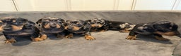 Miniature Dachshund dogs for sale: Miniature Dachshunds Dapple - Advert 6